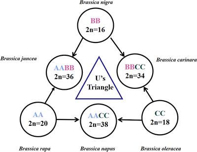 Development and utility of SSR markers based on Brassica sp. whole-genome in triangle of U